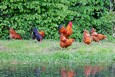 Tierische Mitbewohner