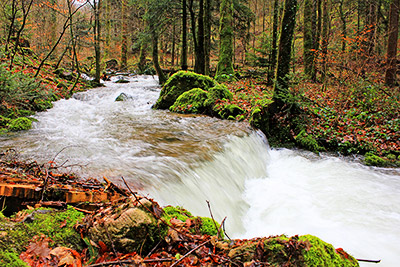 Wichtigste Grundlage für die Forellenzucht: klares Wasser